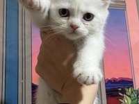 Sağlıklı British Shorthair Yavru Kedimiz