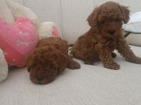 Sizin De Böyle Oyuncu Sağlıklı Poodle Dostunuz Olsun