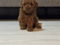 Dişi poodle prenses izmir