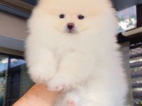 Dişi ve erkek teddy bear garantili pomeranian