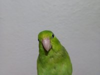 Forpus Akıllı Papağanım