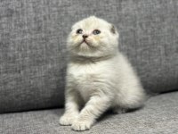 Blue point scottish fold bebekler