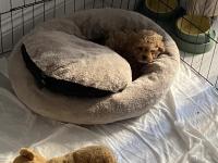 10.02.2026 doğumlu yavru toy poodle erkek