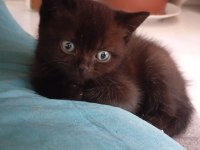 2 Aylık Sağlıklı Scottish Kediler