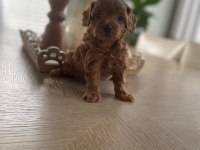 0 Boy Aileden Maltipoo Yavruları