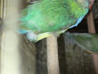 2 Erkek Toplu Veya Ayrı İspinoz