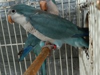 Yuva hazırlığında keşiş monk papağanları