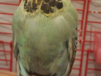 Dişi Show Jumbo Muhabbet Kuşu