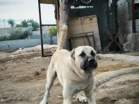 Orjinal üst düzey kaliteli kangal