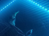 Acil satılık takım sultan papağanı