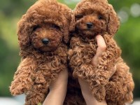 Toy Poodle Yavrular Teacup