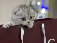 Şeker Gibi Scottish Fold Yavrular