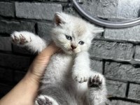 British Shorthair Erkek Lyxn Point Erkek