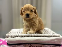 Maltipoo En Küçük Boy Yavrularımız