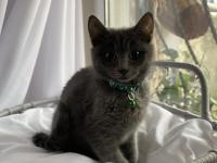 Sevgi Dolu Uysal Russian Blue