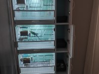 Kuşlar ve üretim kafesi hepsi birlikte verilecektir