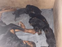 Dünya Güzeli Koca Kafa Rottweiler Yavruları
