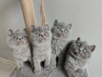 Ayı Surat Safkan British Shorthair Yavrularımız