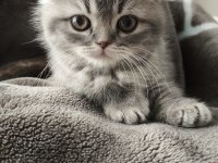 Scottish fold dişi 3,5 aylık