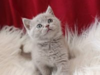 Kedilimize Yeni Sahiplerini Arıyoruz