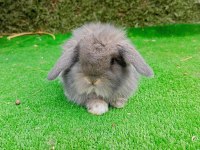 1 aylık gri hollanda teddy lop tavşan