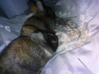 1 aylık mini dwarf tavşan yavruları (dişi ve erkek)