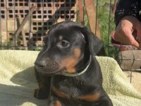 King Doberman Bebekleri