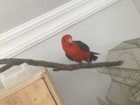 Avustralya Kral Papağanı Evcil Kapalı Bilezikli