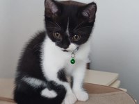 Smokin british sahiplendirme ücretsiz