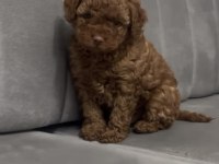 Poodle yavru satış ilanı