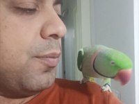 Jumbo Boy İskender Papağanı Aileniz Arkadaş