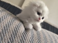 Scottish Fold Yavru Kedilerimiz