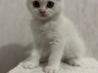 A Kalite Scottish Ve British Yavrular