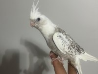 6 Adet Yeme Düştü Kaçırılmayacak Fırsat Rengarenk Kuşlar