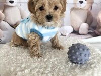 Mükemmel Maltipoo Yavrular