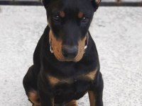 Efsane Biblo Gibi Estetikli Teslime Hazır Doberman Yavrular