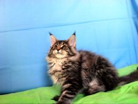 İlloai Ve Arthur Eşleşmesi En İri Şecereli Safkan Maine Coon