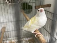 Goldian Finch Yavrular