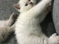 Safkan British Shorthair Yavrularımız