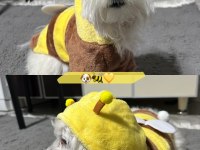 Maltese terrier 1.5 yaşında