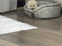 6 Aylık Dişi Pomeranian Yavru