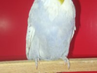 2 Adet Vasıflı Show Jumbo Erkek Muhabbet Kuşu