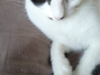 Kedimiz Kısır Ve Sevimli Kedimiz Yeni Yuvasını Arıyor