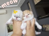 Safkan pure persian show class yavrular