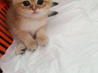 Muhteşem Güzellikte Golden Ve Silver British Yavrular