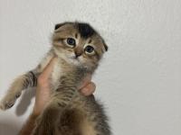 Scottish Fold 50 Günlük Yavru Kediler
