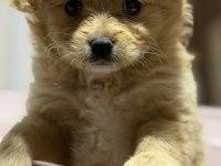 Maltipoo 3 Aylık Yavru