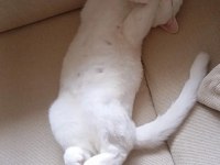 Tam Bir Sevgi Pıtırı Kedimiz