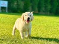 %100 Safkan Golden Retriever Yavruları
