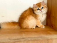 Anne babası şecereli british longhair yavrular teslime hazır